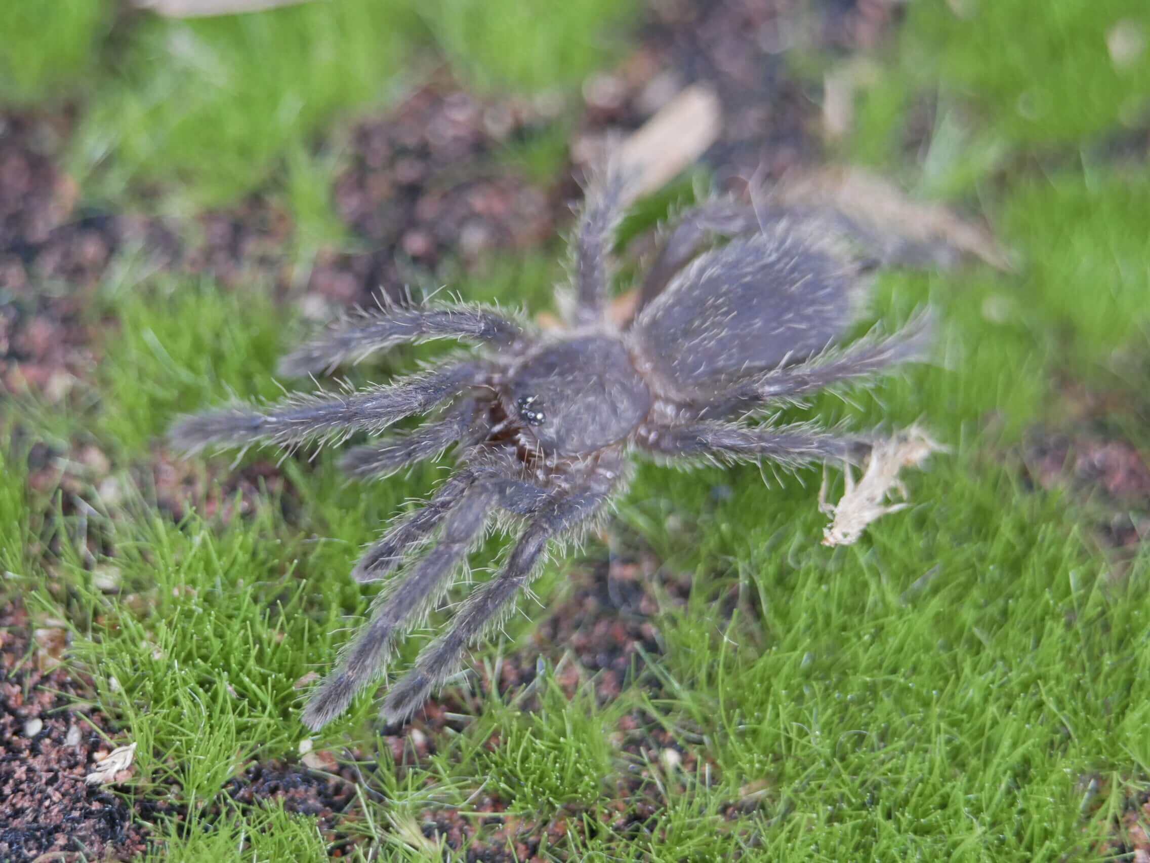 Chilobrachys huahini Asian Giant Fawn tarantula 1