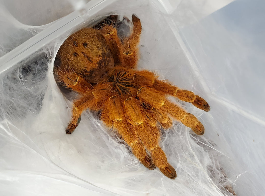 Pterinochilus murinus .5'' Orange Baboon Obt