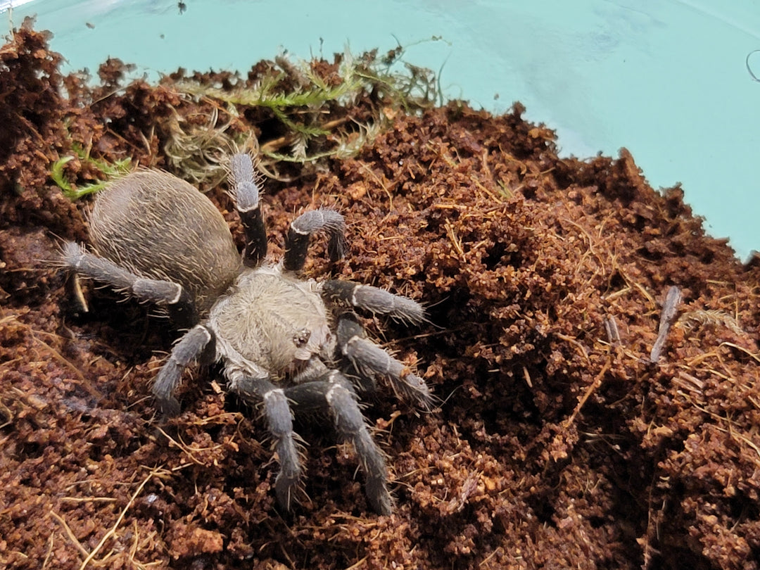 Pseudhapalopus sp. 'Kurzhaar' Colombian Short hair 2"