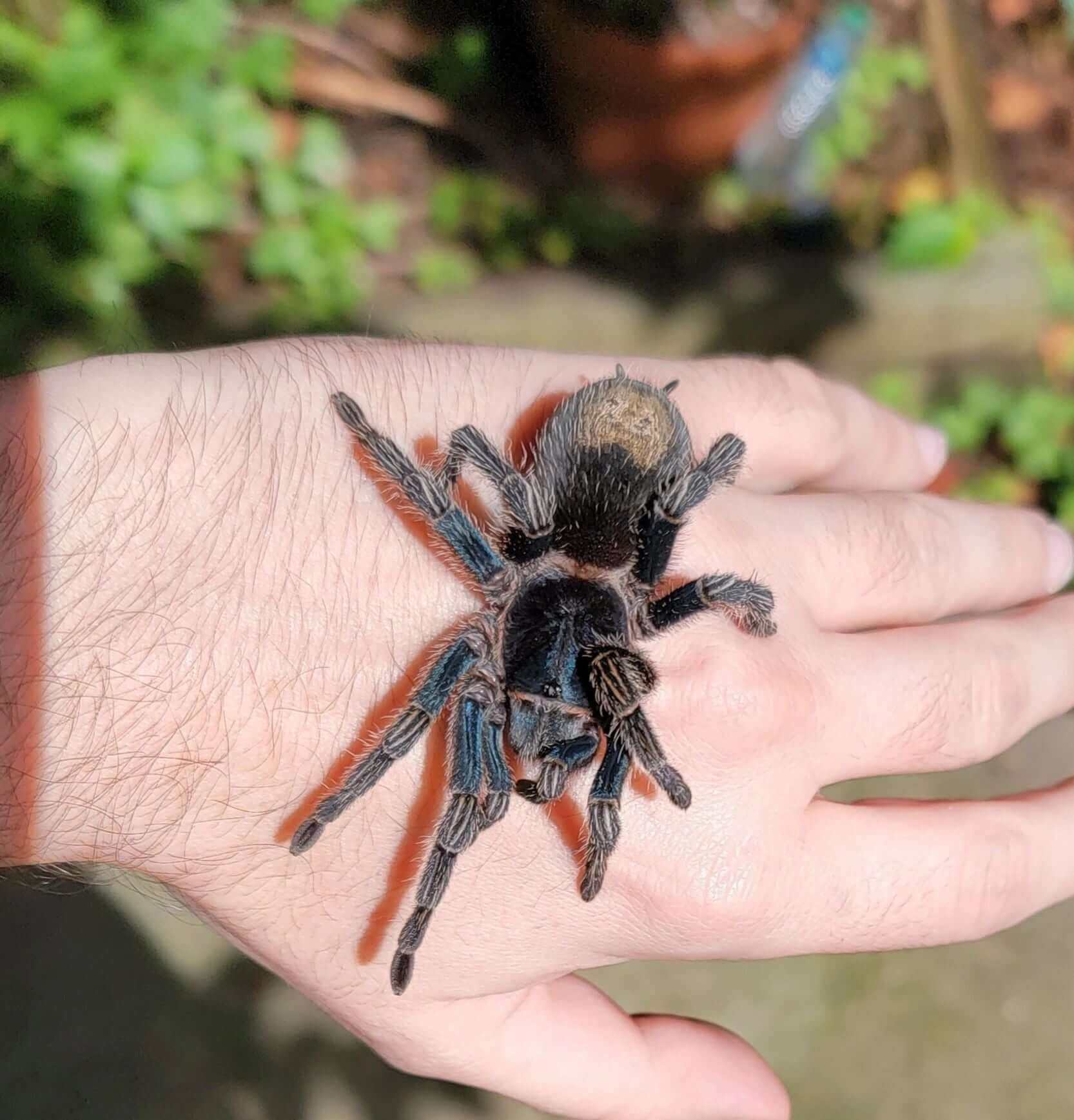 Thrixopelma cyaneolum .5'' Tarantula