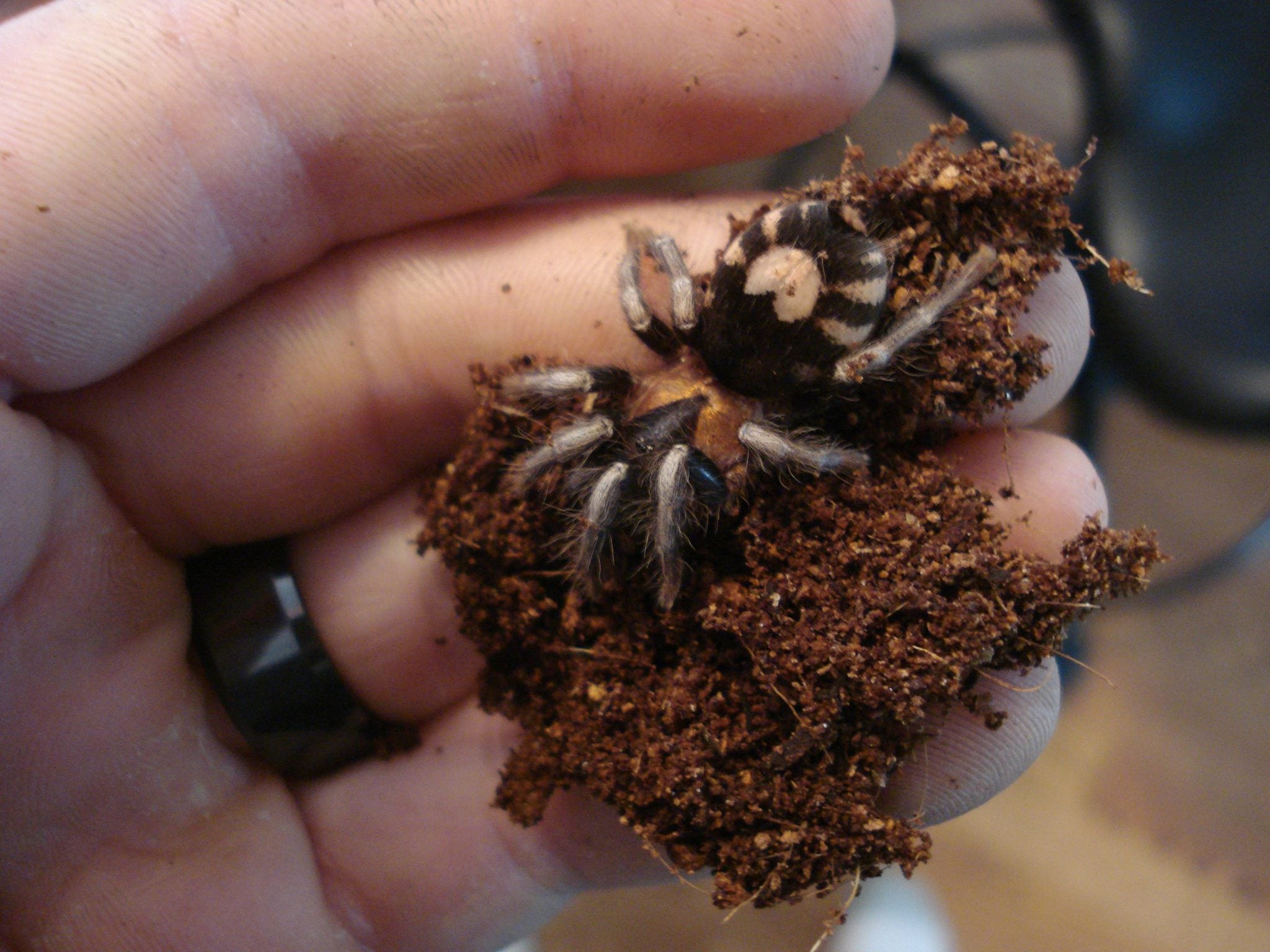 Cyriocosmus elegans Trinidad Dwarf Tarantula 2i 1/64''