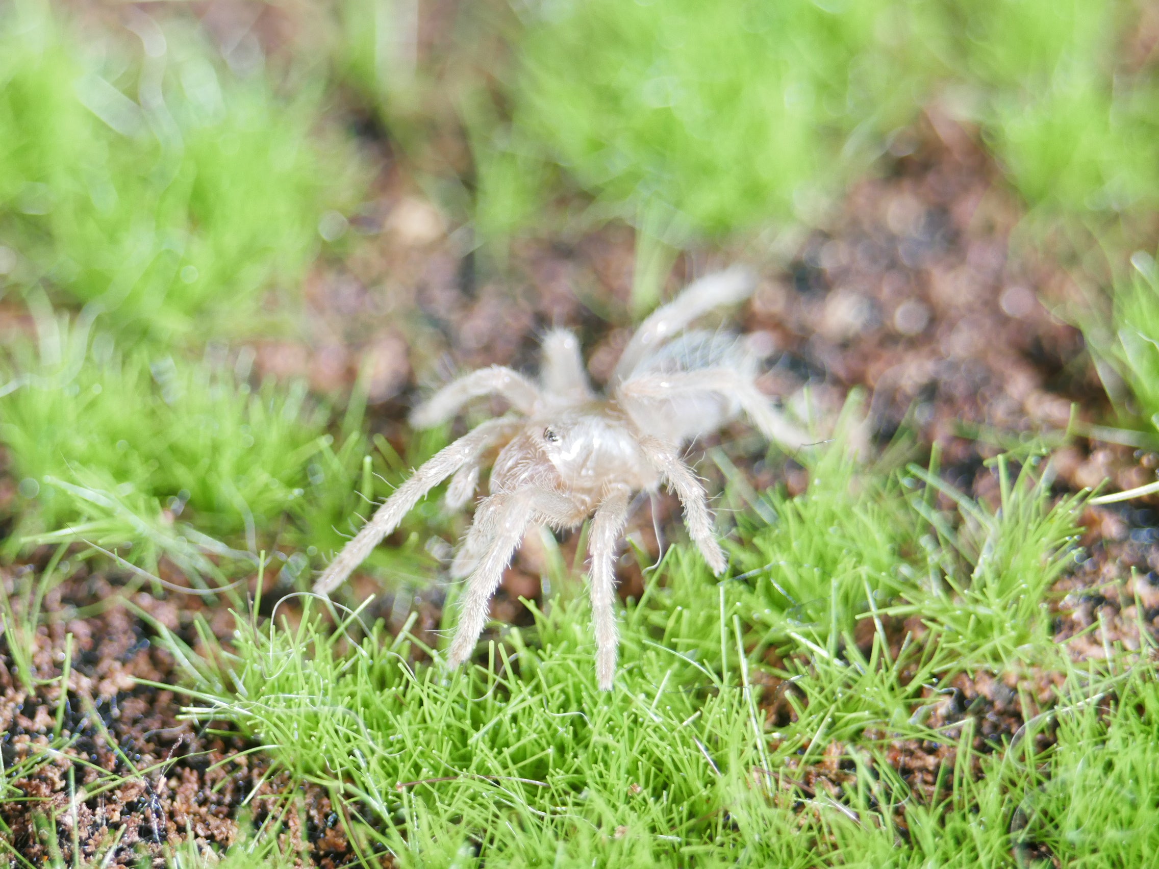 New World Tarantulas