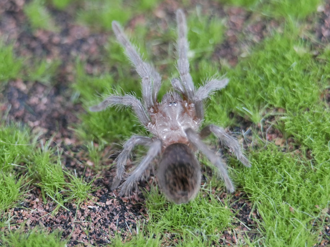 Lasiodora striatipes Bahia Grey Birdeater 1.5"