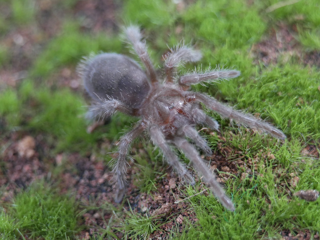 Grammostola pulchra brazilian black tarantula .75''