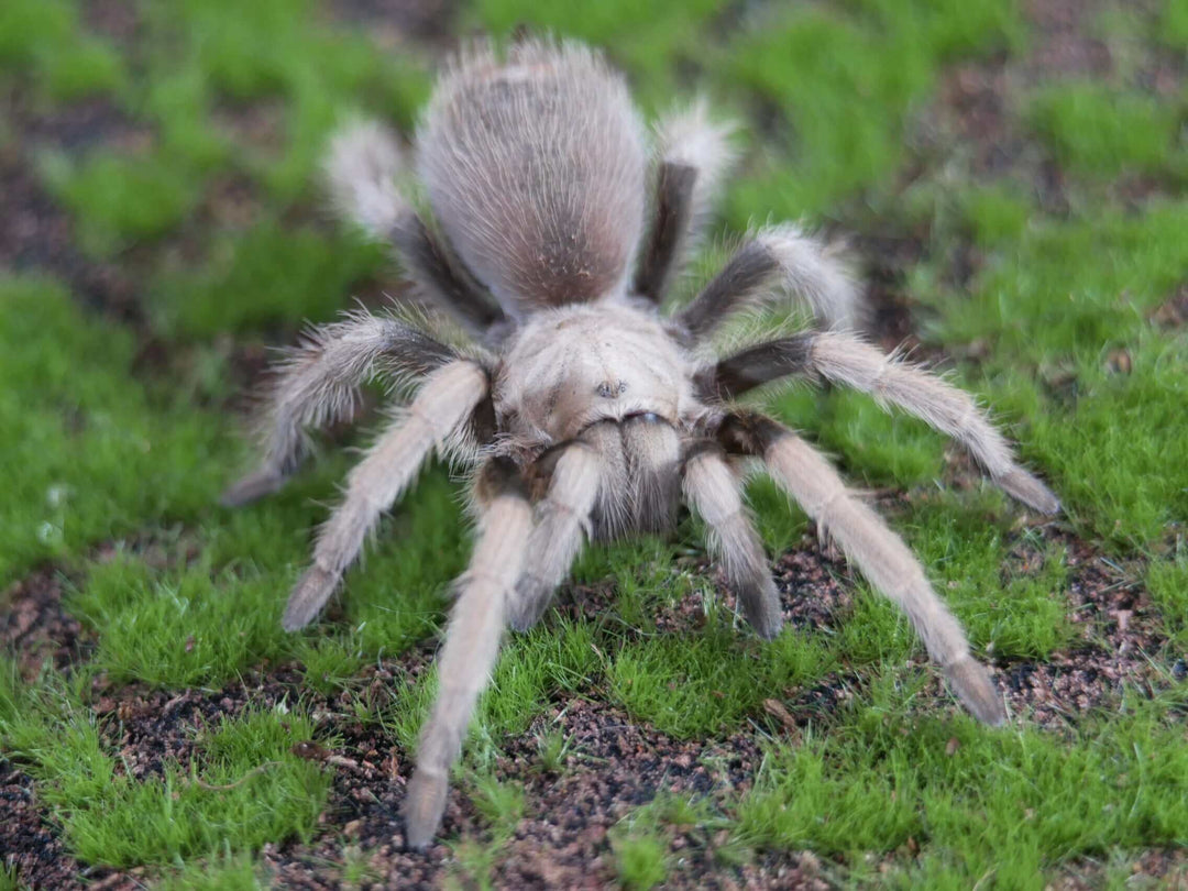 a arizona blonde tarantula on green grass with moss