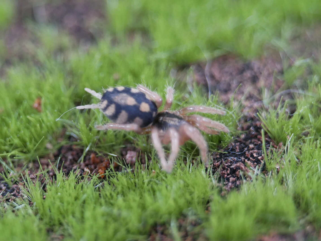 Hapolopus sp. Colombia FORMOSUS LG Pumpkin Patch Tarantula 2i