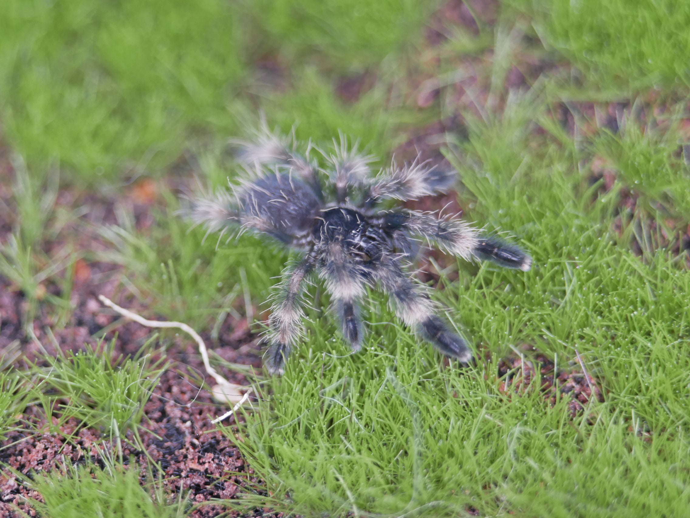 Psalmopoeus victori Darth Maul Tarantula .75''