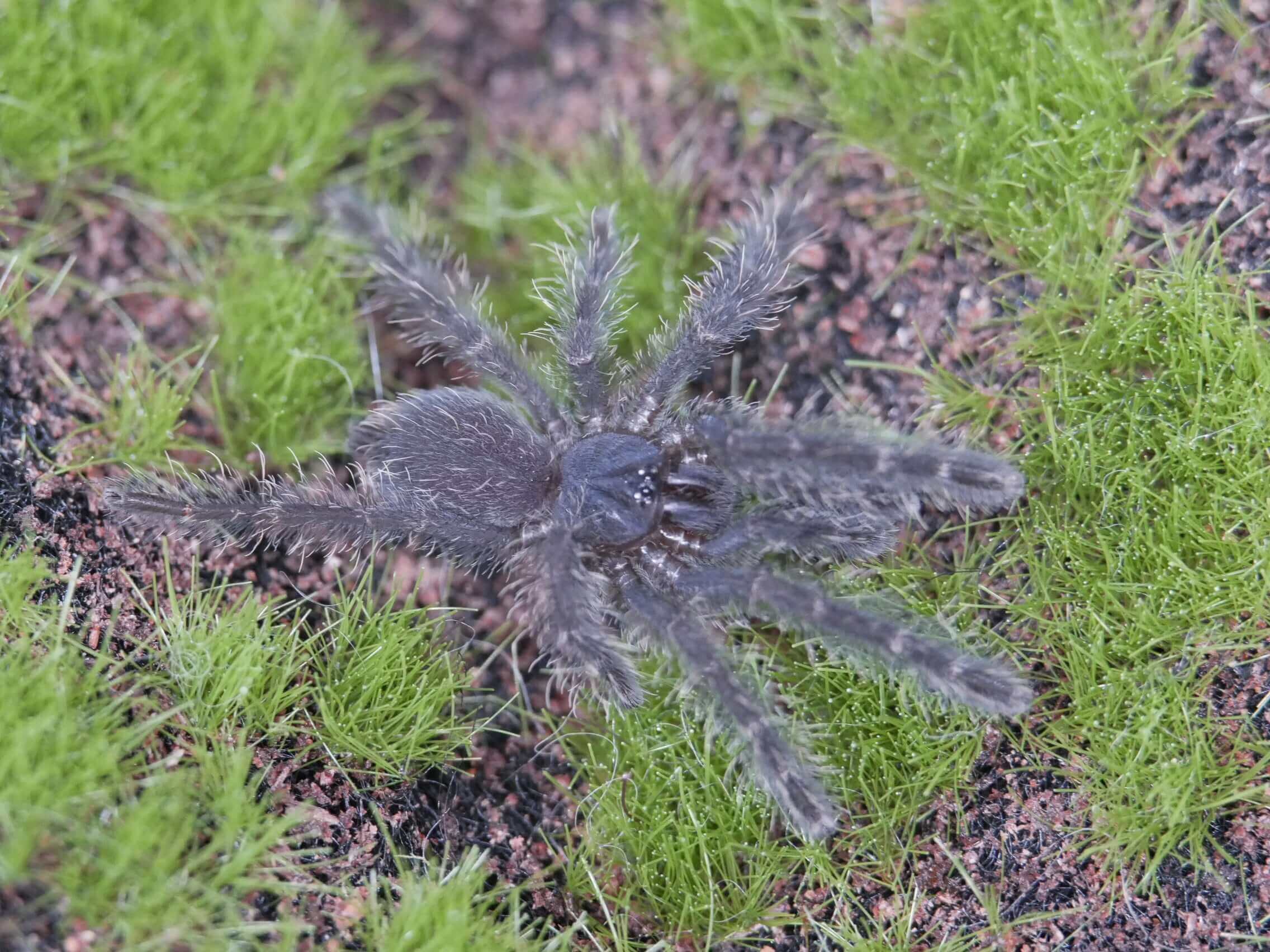 Taksinus bambus Thailand Bamboo Tarantula .5''