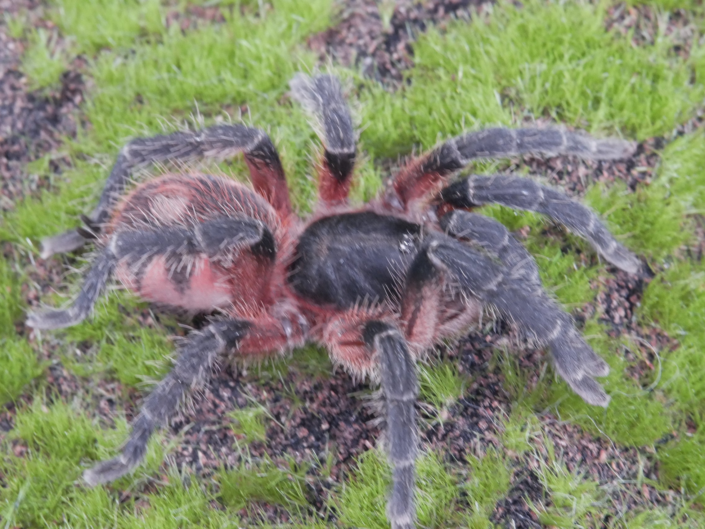 Davus sp panama Lava Spider Adult Female 3''