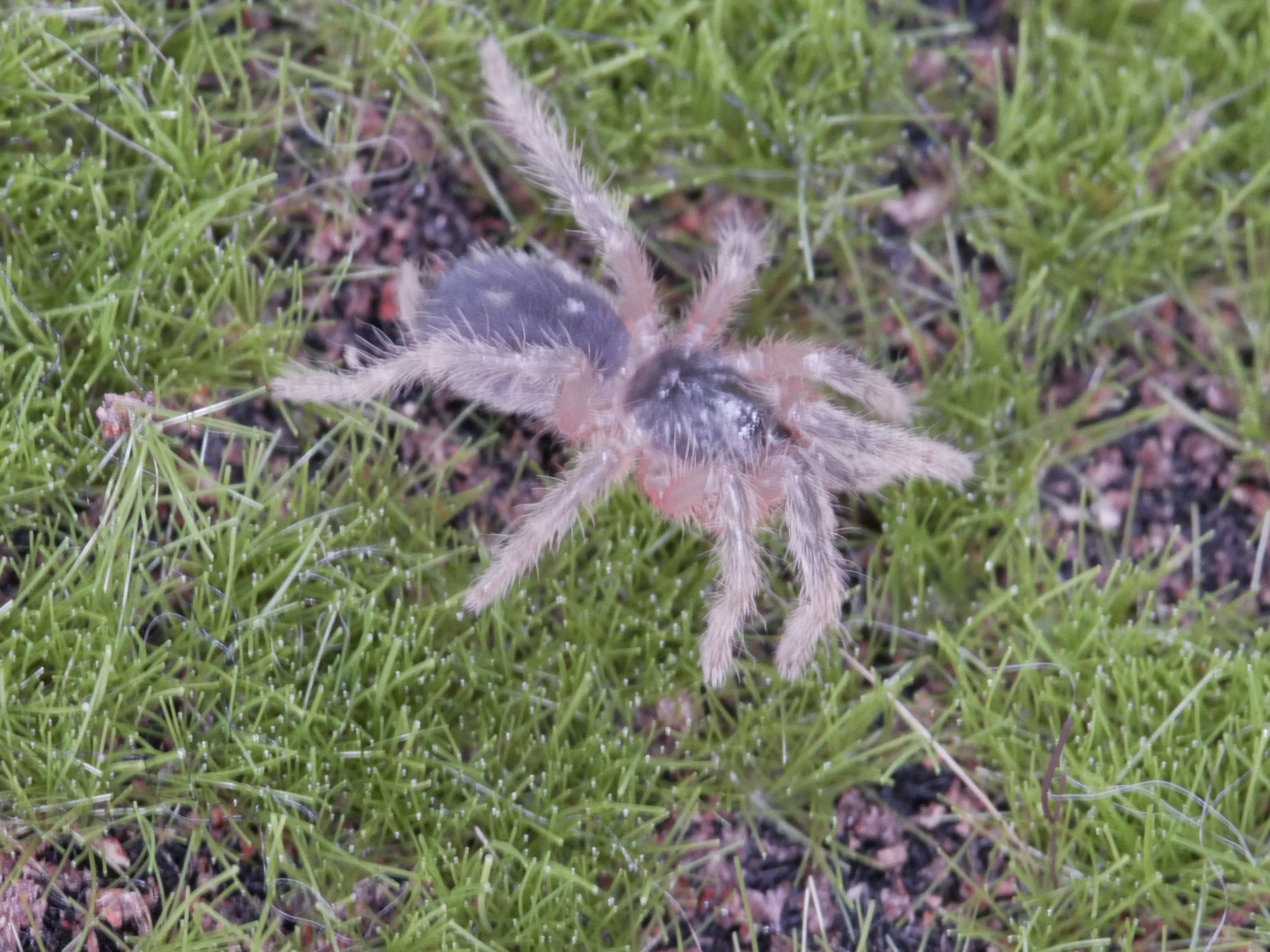 Davus sp panama Lava Spider 1''