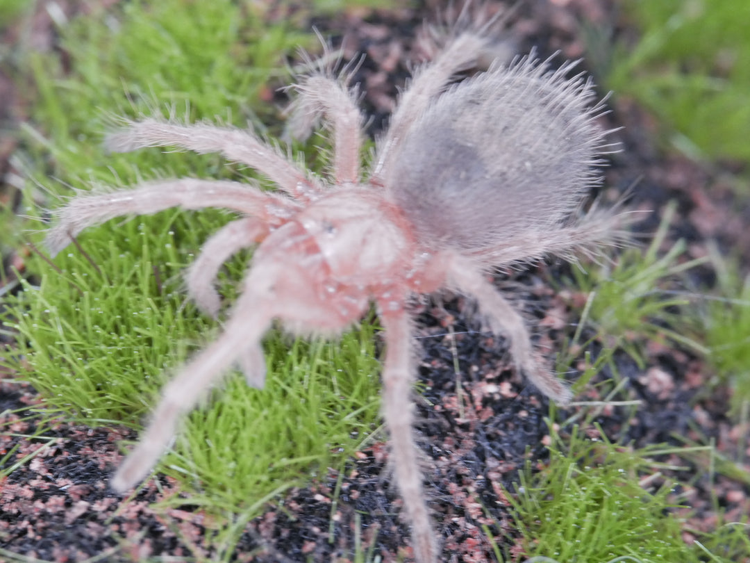 Grammostola rosea Chilean Rose Hair .5"