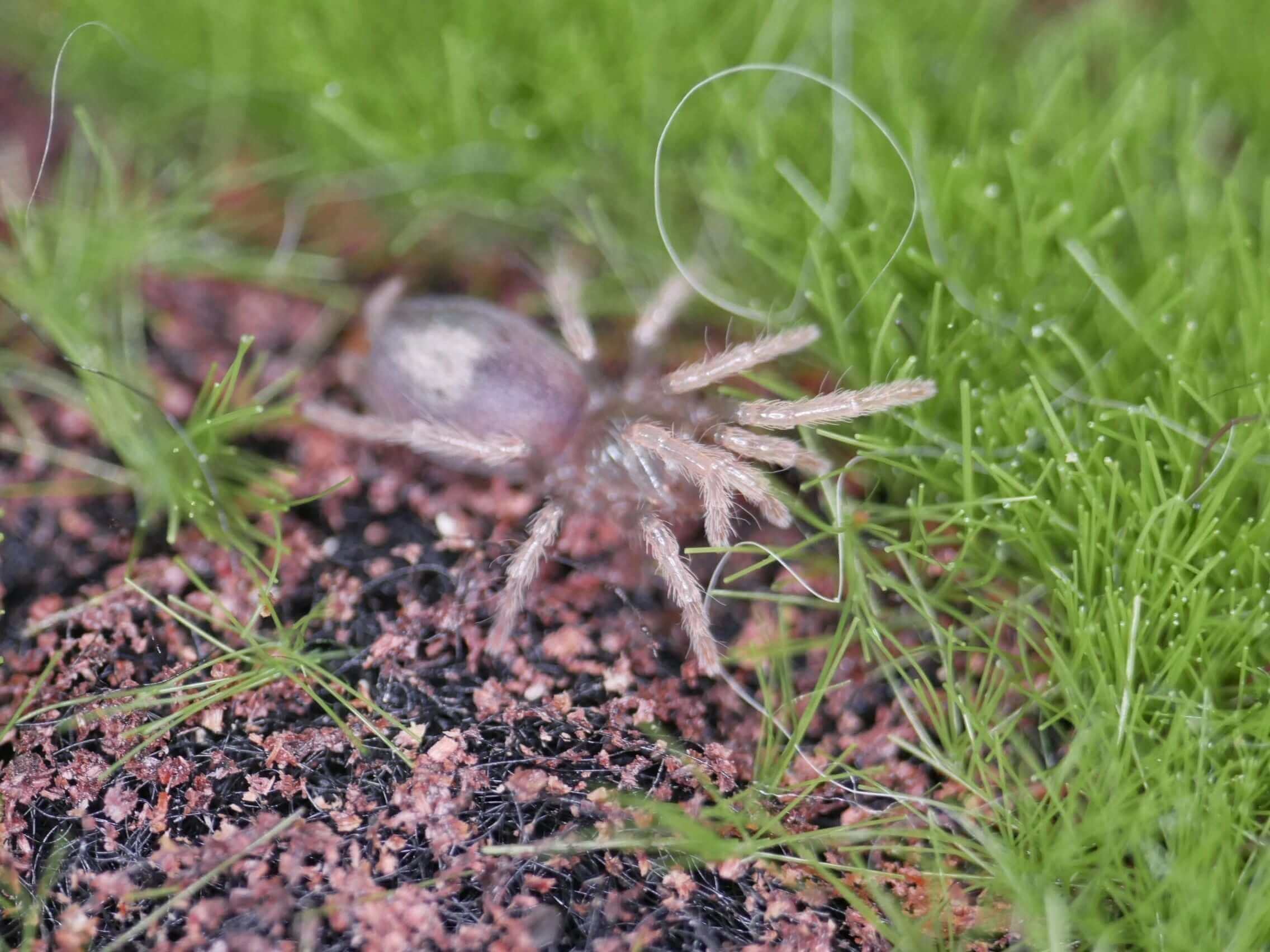 Kochiana brunnipes Dwarf Pink leg .25''