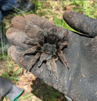 Aphonopelma Santa Cruz .5''  "Fluffy" Possible new species