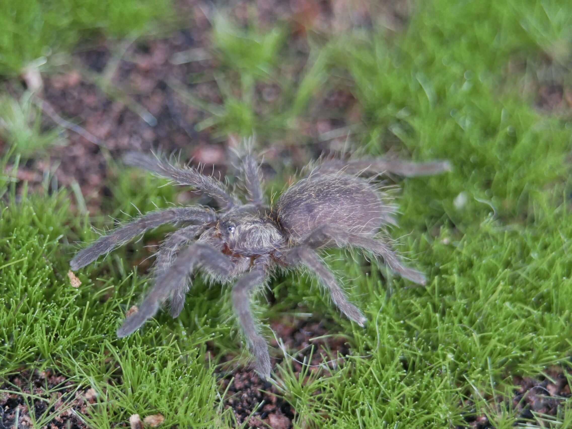 Ceratogyrus darlingi Rear horned baboon tarantula .75''