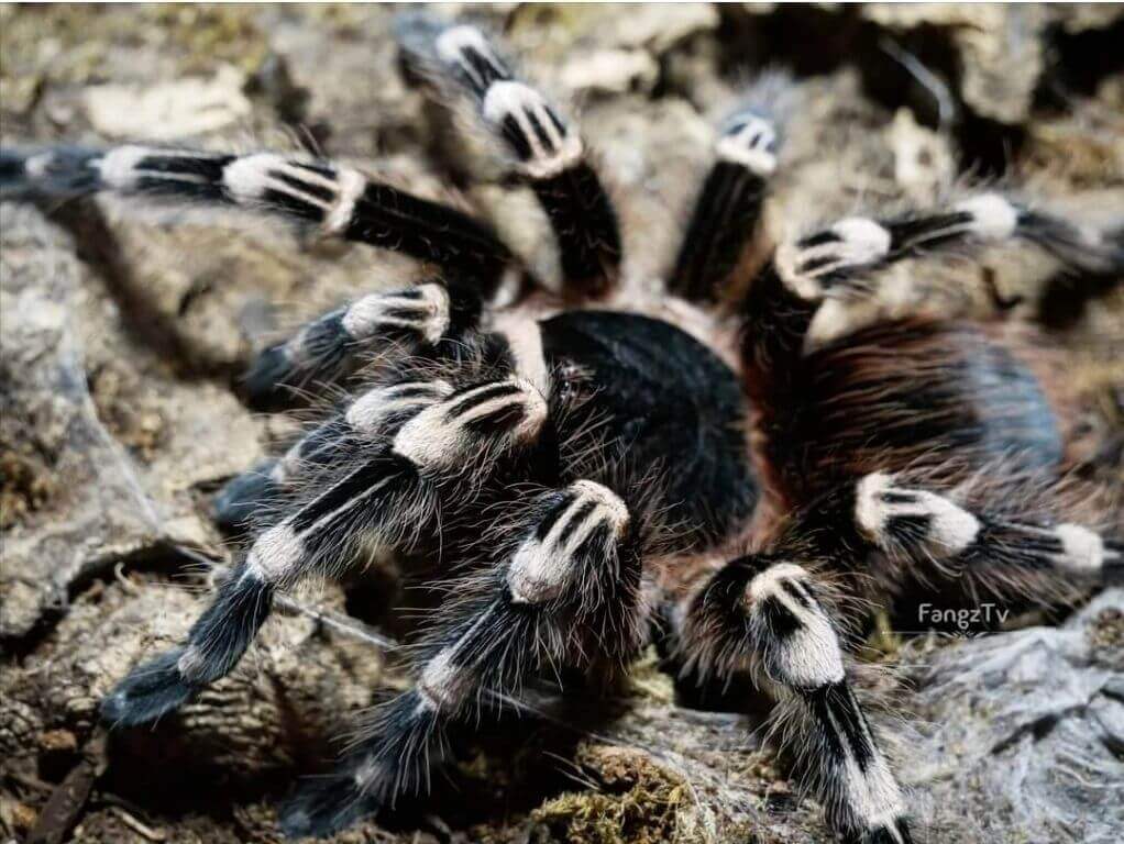 Acanthoscurria Geniculata .5'' Brazilian White Knee Tarantula