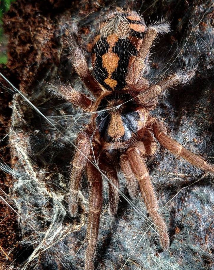 Hapolopus sp. Colombia FORMOSUS LG Pumpkin Patch Tarantula .75''